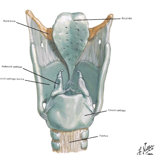larynx 03 Figure0073B