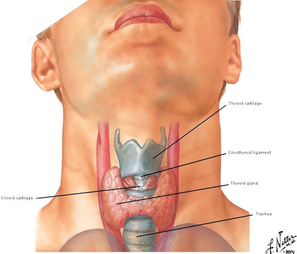 thyroid larynxFigure0070B