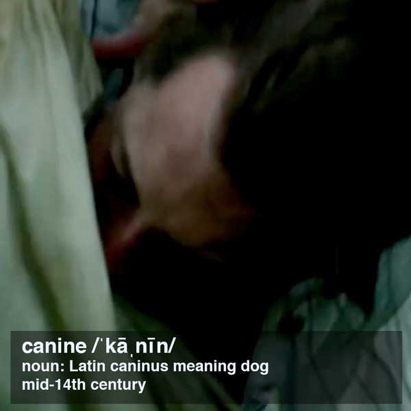 canine