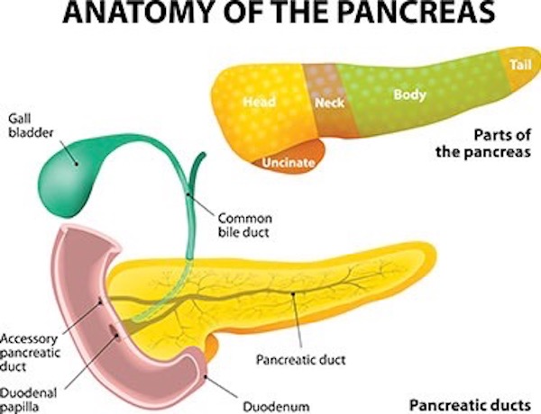 image of the parts of the pancreas