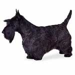 scottish-terrier-profile