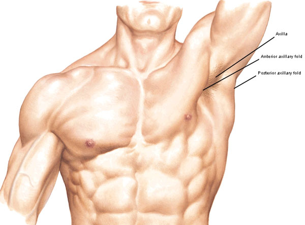 Armpit Muscle Anatomy