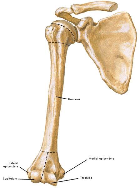 Arm Bone - Humerus Replica – Dapper Cadaver Props