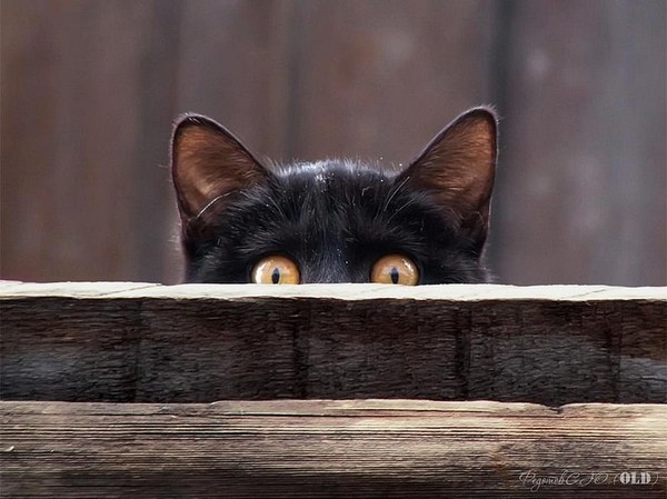 peeking