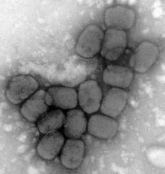 variola virus KLS edited