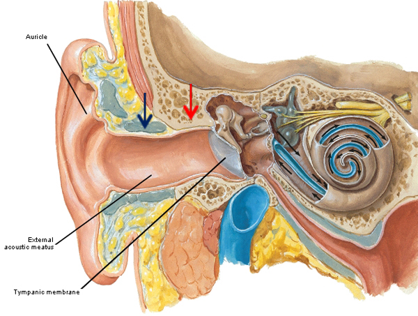 Anatomy Lesson #24 "Hear, Here - The Ear" 
