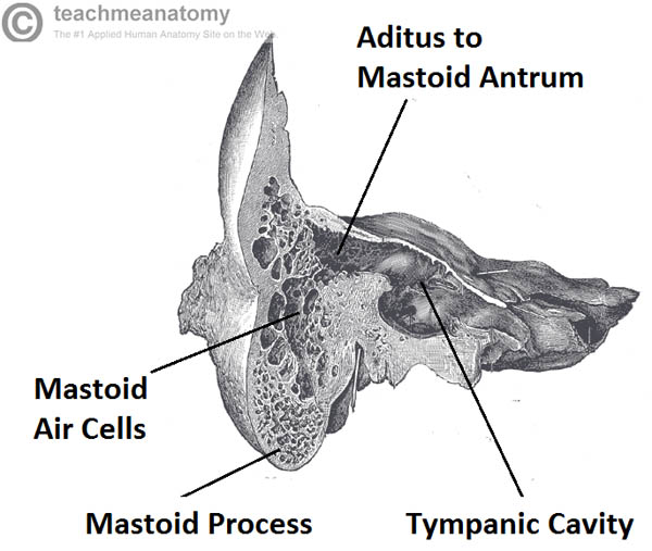 List 105+ Pictures The Ossicles Are The Three Smallest Bones In The ...