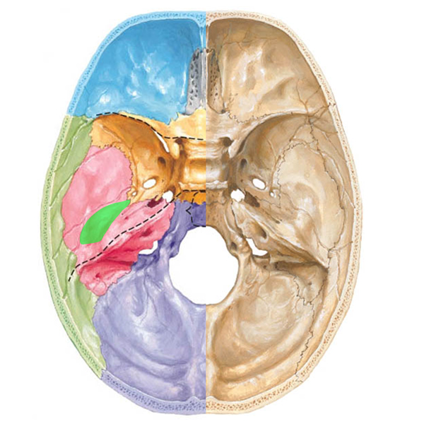 Pharyngotympanic Outlander Anatomy