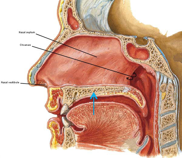 Figure0035A-septum-KLS-edited