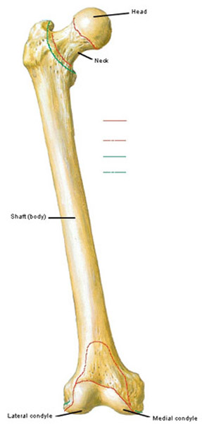 Figure0471A femur KLS edited