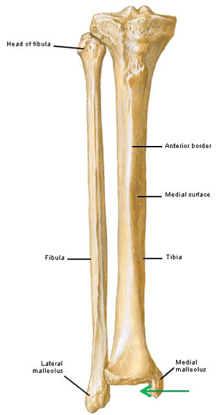 cat tibia and fibula