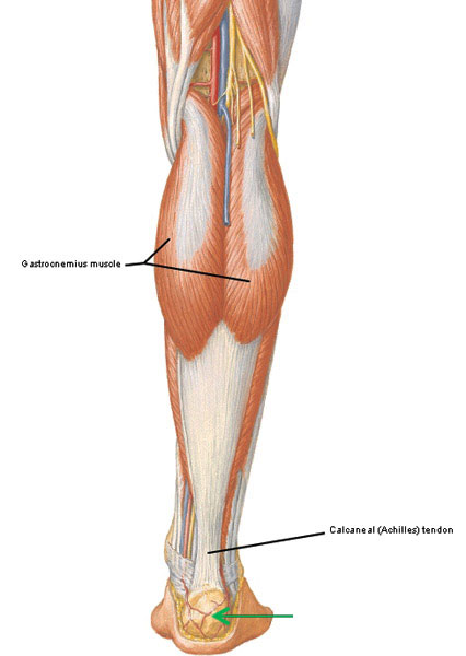 Figure0498-gastrocnemius-KLS-edited