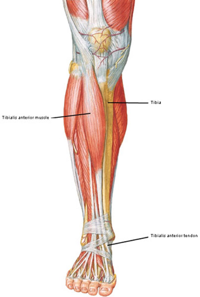 Figure0501 tibialis anterior KLS edited