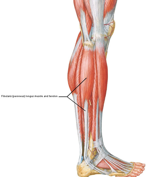 Figure0503 fibularis longus KLS edited