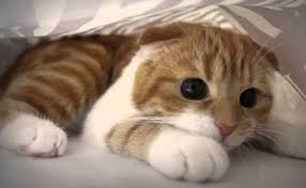 Scottish fold cat KLS edited