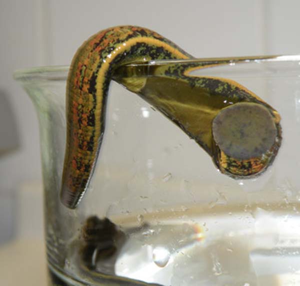 leech KLS edited