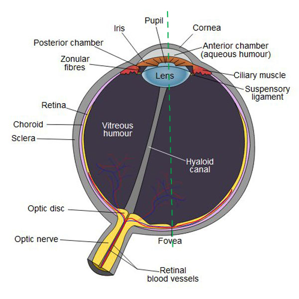 EyeAnatomy-by-aclens.com-KLS-edited