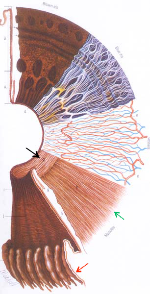 iris-structure-KLS-edited-2