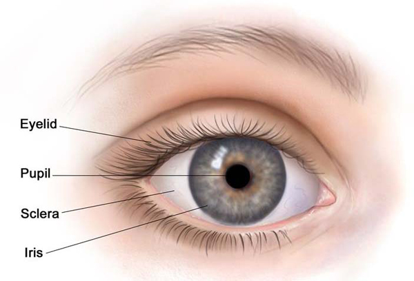 pupil-KLS-edited