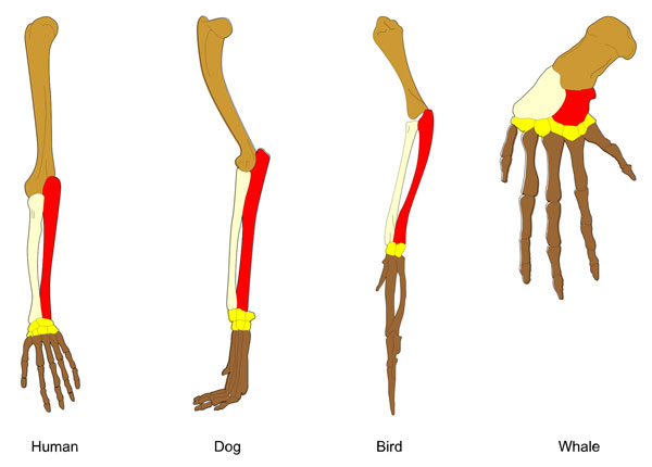 Homology_vertebrates-en_svg-copy-KLS-edited