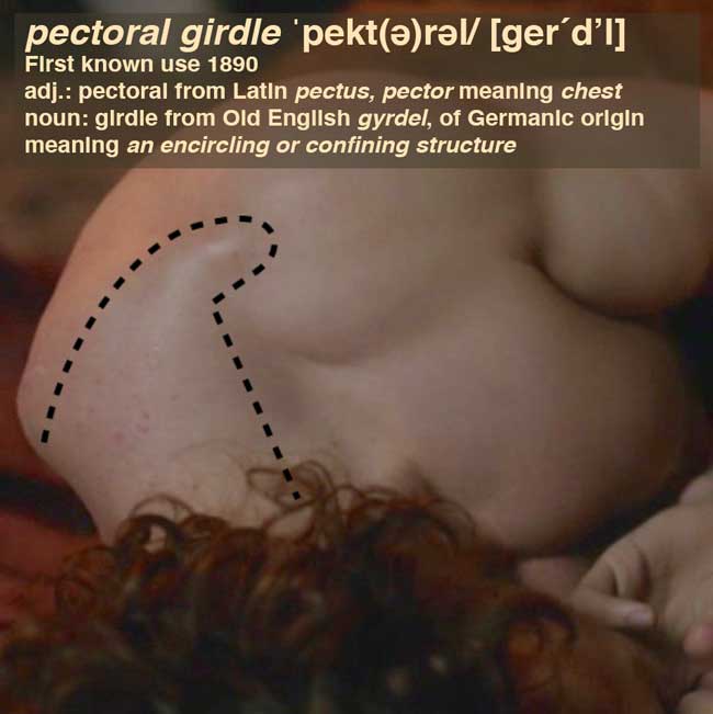 pectoral-girdle