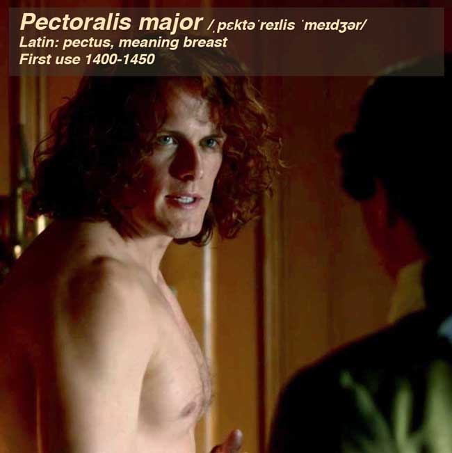 pectoralis-major