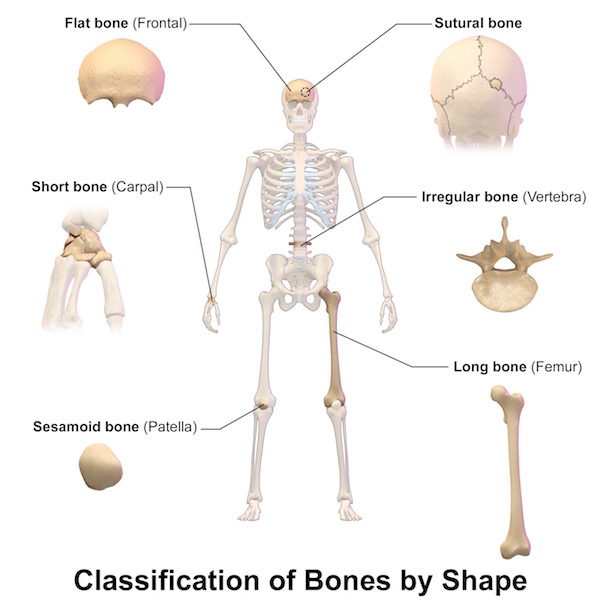 Bone shapes