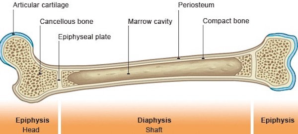 Femur 01 KLS edited