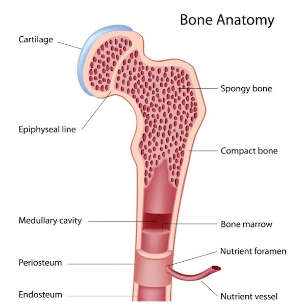 Femur 02 KLS edited