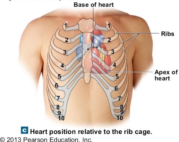 Heart in rib cage KLS edited