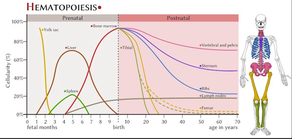 Hematopoiesis 01 KLS edited