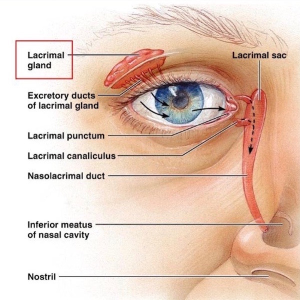 Lacrimal apparatus KLS edited