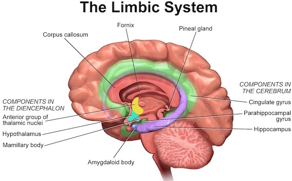 Limbic System KLS edited