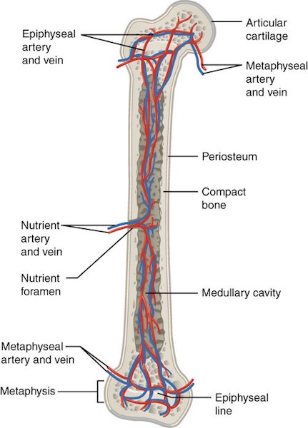 Nutrient artery femur KLS edited