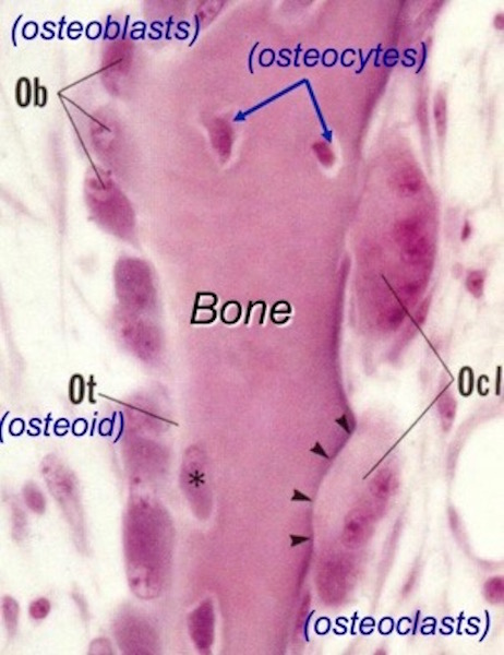 Osteoblast 02 KLS edited