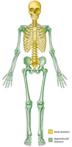 axial skeleton