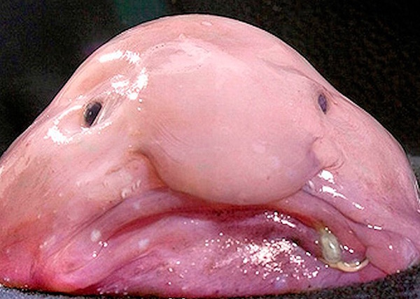 blobfish KLS edited