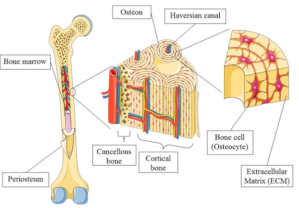 bone nerves KLS edited