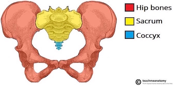 bony pelvis 01 KLS edited