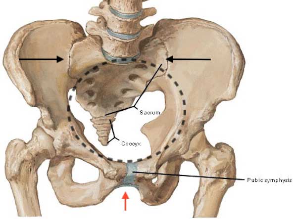 bony-pelvis