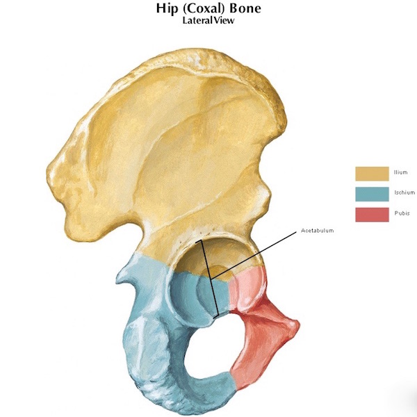 Wiring Diagram: 33 Diagram Of Hip Bones