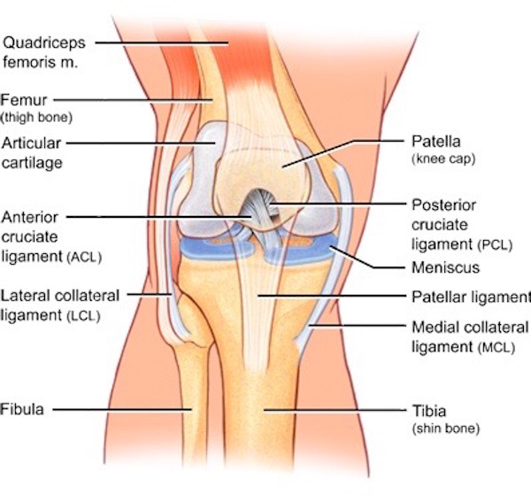 BentKneeAnatomy