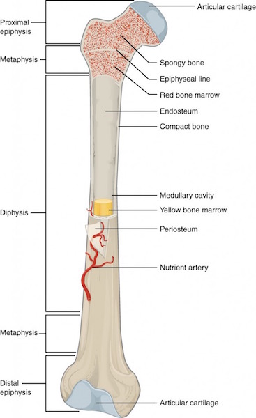 long bone parts 01 KLS edited