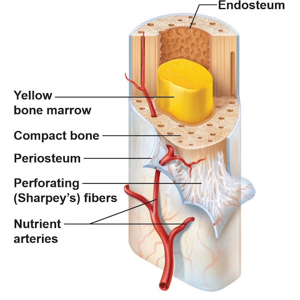 periosteum & endosteum KLS edited