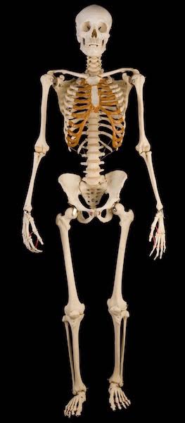 Anatomy Lesson #39 “Dem Bones – The Human Skeleton” – Outlander Anatomy
