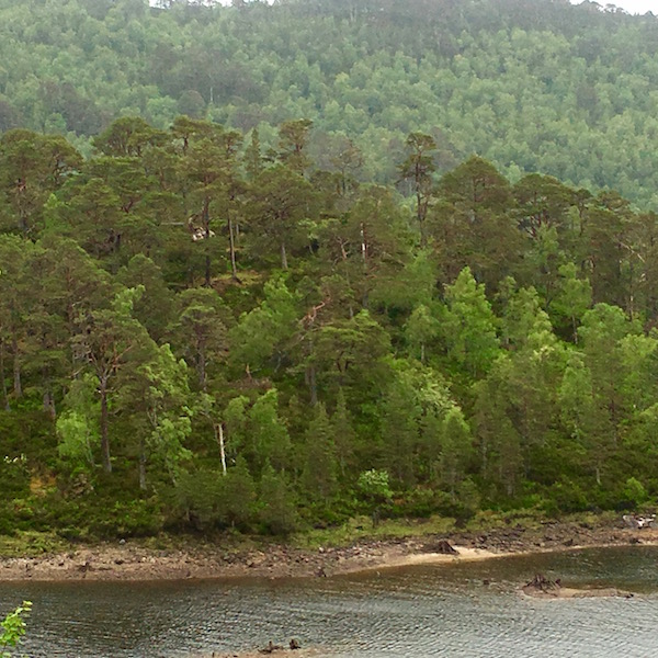 Caledonia pines(1)