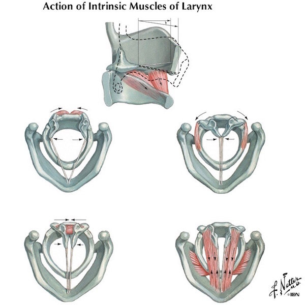 Muscles 05 larynxFigure0075