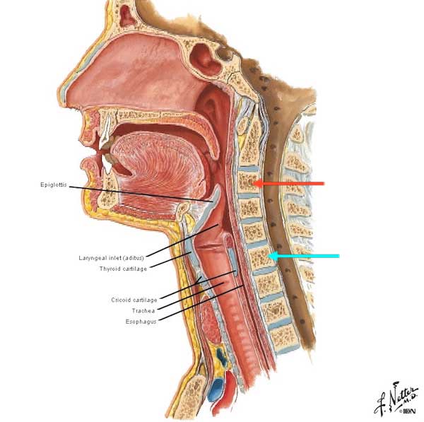 larynx-01-Figure0059