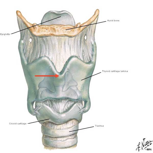 larynx-02-Figure0073A