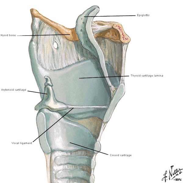 larynx 04 Figure0073E